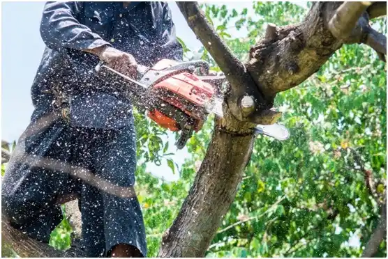 tree services Walterboro